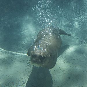 Giant river otter/ Pteronura brasiliensis, underwater photo