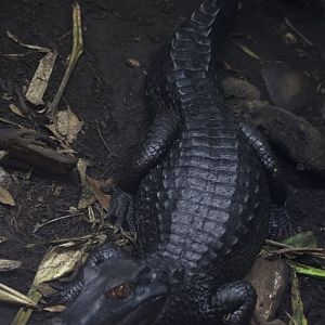 Cuvier's dwarf caiman/ Paleosuchus palpebrosus