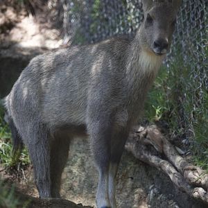 Chinese goral/ Naemorhedus griseus