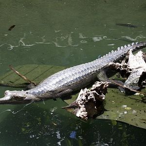 Gharial/ Gavialis gangeticus