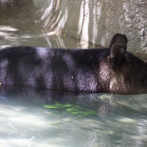 Mountain Tapir/ Tapirus pinchaque