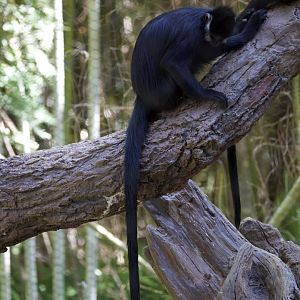 François' langur/ Trachypithecus francoisi