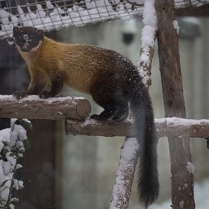 Yellow-throated marten/ Martes flavigula