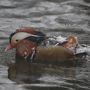Mandarin duck/ Aix galericulata, male
