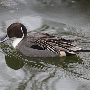 Northern Pintail/ Anas acuta, male