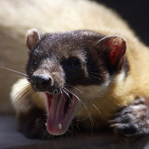 Yellow-throated marten/ Martes flavigula