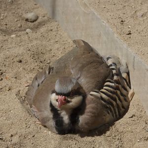 Chukar partridge/ Alectoris chukar, Dust bathing