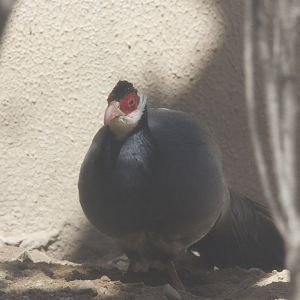 Tibetan eared pheasant/ Crossoptilon harmani