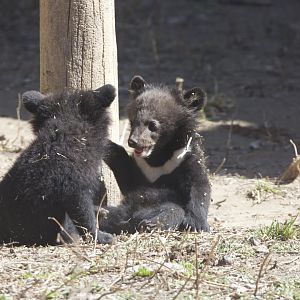 Asian black bear/ Ursus thibetanus, cubs playing
