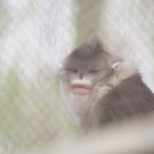 Black-and-white snub-nosed monkey/ Rhinopithecus bieti