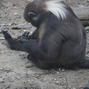 Gray snub-nosed monkey/ Rhinopithecus brelichi