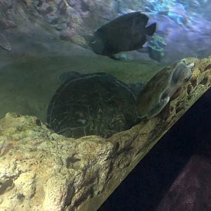 Sea turtle ID