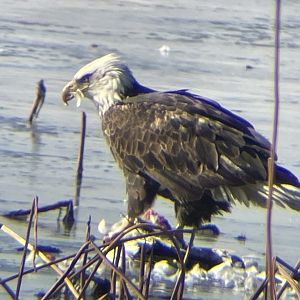 Bald Eagle