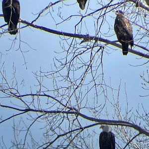Bald Eagles