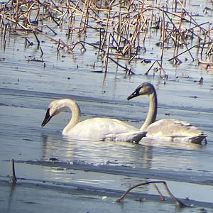 Trumpeter Swans