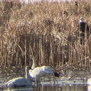 Trumpeter Swans and Bald Eagle