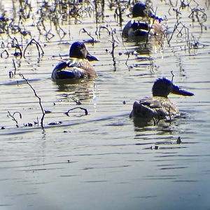 Northern Shovelers