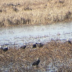 Bald Eagles