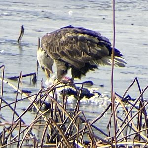 Bald Eagle