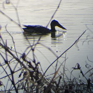 Northern Shoveler