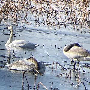 Trumpeter Swans