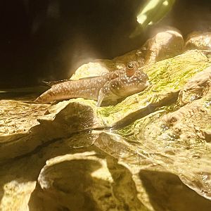 Mudskipper