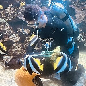 Underwater Pumpkin Carving
