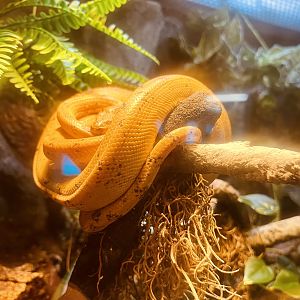 Amazon Tree Boa