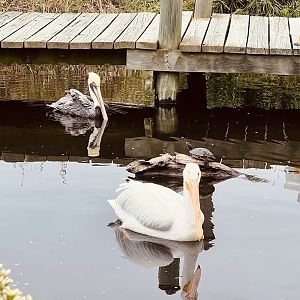 Brown Pelican and American White Pelican