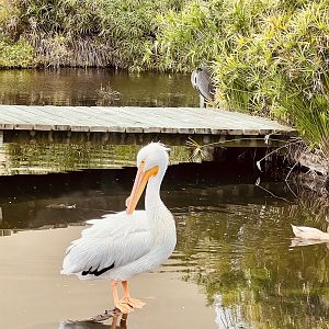 American White Pelican