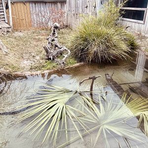 American Alligator, American Crocodile, Alligator Snapping Turtle