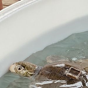 Sea Turtle Rehab