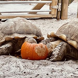 African Spurred Tortoises