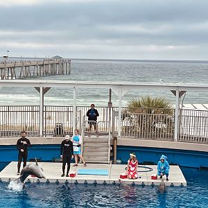 Dolphin Show