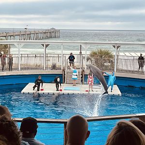 Dolphin Show
