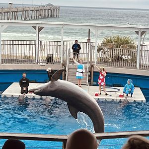 Dolphin Show