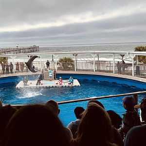 Dolphin Show