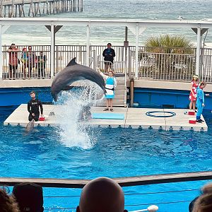 Dolphin Show