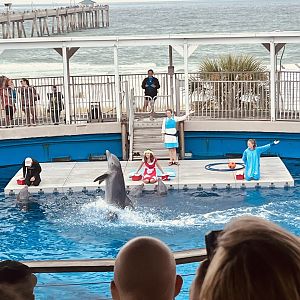 Dolphin Show