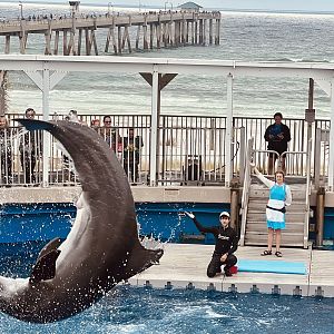 Dolphin Show