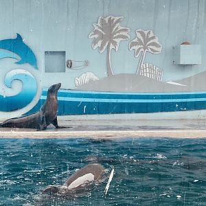 California Sea Lion and Bottlenose Dolphin