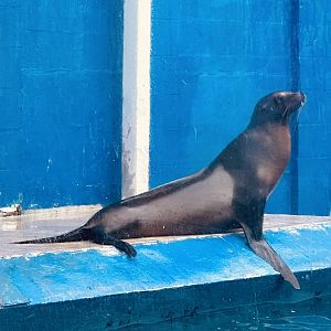 California Sea Lion