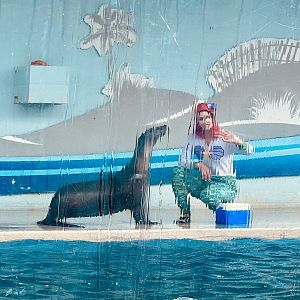 California Sea Lion and Ariel.