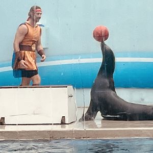 California Sea Lion balancing a ball for Hercules