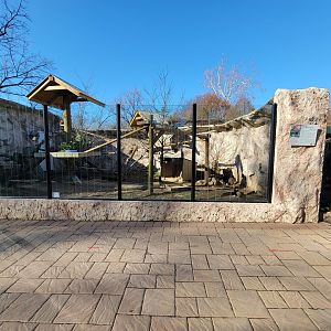 Elmwood Park - Reeve's muntjac/red panda