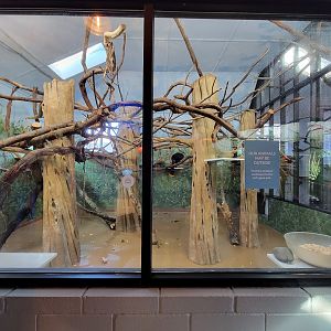 Elmwood Park - White-faced saki indoors