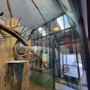 Elmwood Park - White-faced saki indoors, overhead pathways visible