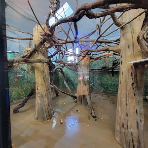 Elmwood Park - White-faced saki indoors