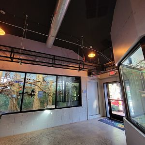 Elmwood Park - White-faced saki indoors, entrance door on right, overhead pathways