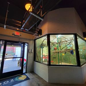 Elmwood Park - Emperor tamarins